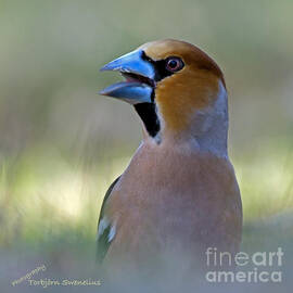 Hawfinch by Torbjorn Swenelius