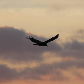 Hawk at Sunset