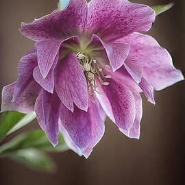 Helibores by Shirley Mitchell