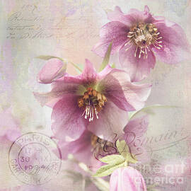 Hellebore by Sylvia Cook