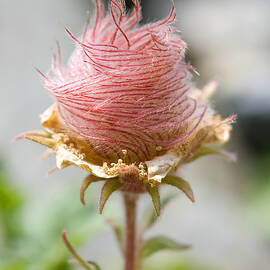 Herb Bennet by Frank Derer