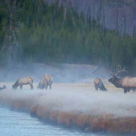 Herd Of Elk By River In Wilderness by Noah Clayton