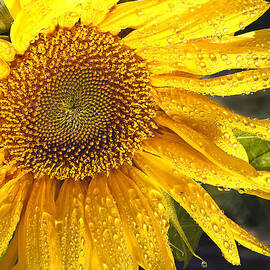 Here comes the sun by Jean Noren