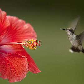 Hibiscus Hummingbird