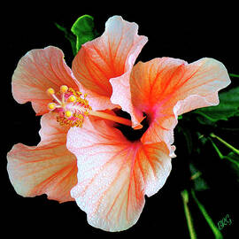 Hibiscus Spectacular