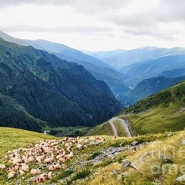 High in the Carpathians