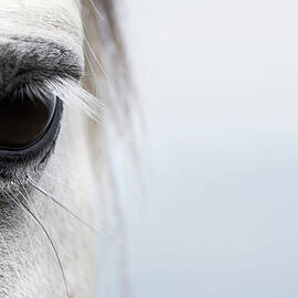 High-key Close Up Of A Welsh Section A by Andrew Bret Wallis