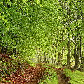 Hiking Path On The Edge Of A Beech Tree by Avtg
