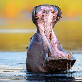 Hippopotamus displaying aggressive behavior by Johan Swanepoel