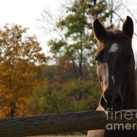 Horse in Autumn Light