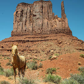 Horse In Monument Valley, Arizona by Mark Newman