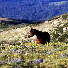 Horse in Mountain Wildflowers
