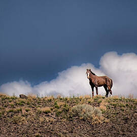 Horse in the Clouds  by Janis Knight