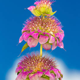 Horsemint Flower Tiers Against Clouds and Sky