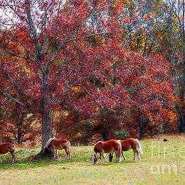 Horses in Fall