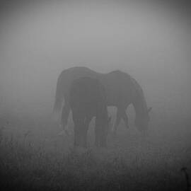 Horses in the mist.