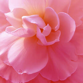 Hot Pink Begonia Flower by Jennie Marie Schell