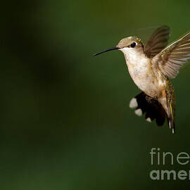 Hovering Hummingbird 