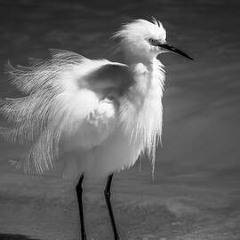 How Do I Look- bw by Marvin Spates