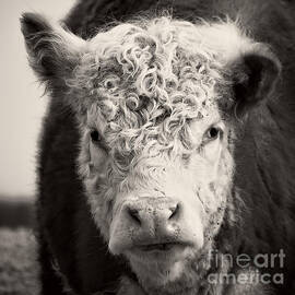 How now brown cow Square Format by Edward Fielding