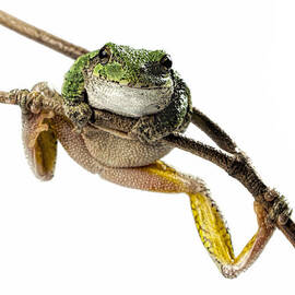 How You Doin? by John Crothers