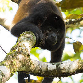 Howler Monkey Costa Rica by Natural Focal Point Photography
