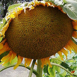 Huge Sunflower