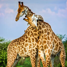 Hugging Giraffes by Tim Booth