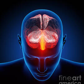 Human brain by Johan Swanepoel
