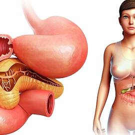 Human Stomach And Pancreas