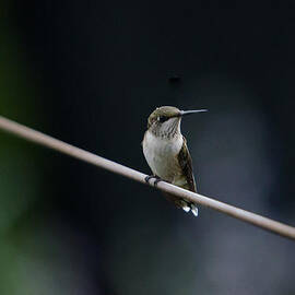 Hummingbird on a Wire