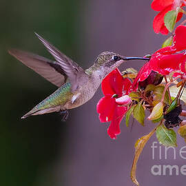 Hummy Feeding on Flower