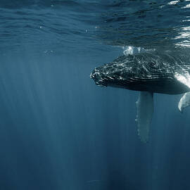 Humpback Whale Calf by Kerstin Meyer
