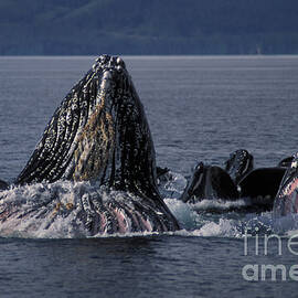 Humpback Whales Bubble Net Feeding by Ron Sanford