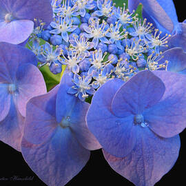 See Me Now Hydrangea Blossom - Floral Macro - Lacecap Hydrangea - Flowers From Our Gardens