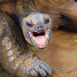 I am just Yawning by Jenny Rainbow
