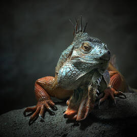 I Am The King ,.. Who Else ! by Holger Droste