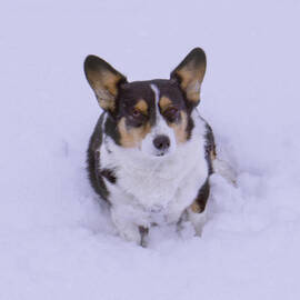 I Do Not Like Snow by Mike McGlothlen