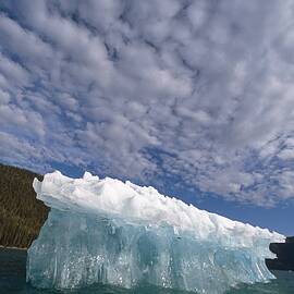 Icebergs Floating In Tracy Arm Se by Tom Soucek