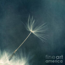 If I had one wish III by Priska Wettstein
