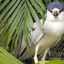 immature Night Heron