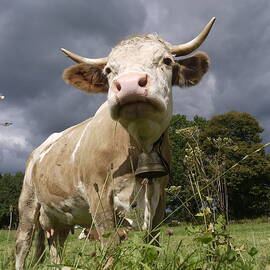 Imposing Cow In The Field Against Dark by Fresh, Amazing Pictures Make People Look!