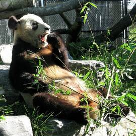 In Need of More Sleep. Er Shun Giant Panda Series. Toronto Zoo by Ausra Huntington nee Paulauskaite