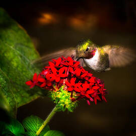 In The Blink Of An Eye by Mark Andrew Thomas