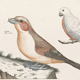 In The Foreground A Crossbill, Right On A Branch A White by Anonymous