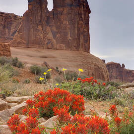 Indian Paintbrush and the Three Gossips by Duncan Mackie
