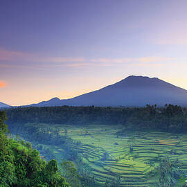 Indonesia, Bali, Rice Fields And by Michele Falzone