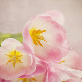 Inner Beauty - Pink Tulips