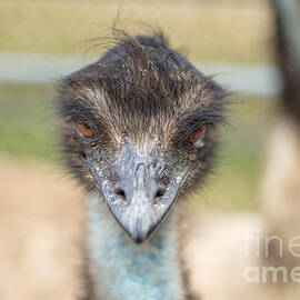 Inquisitive Stare of an Ostrich