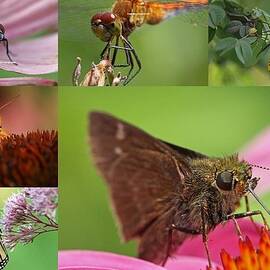 Insect Macro Photography Art by Juergen Roth